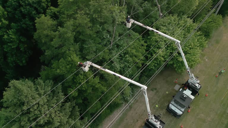 How Our Tree Care Process Works  in  Roanoke, TX